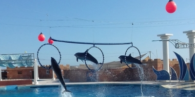 Delfinarium Antalya